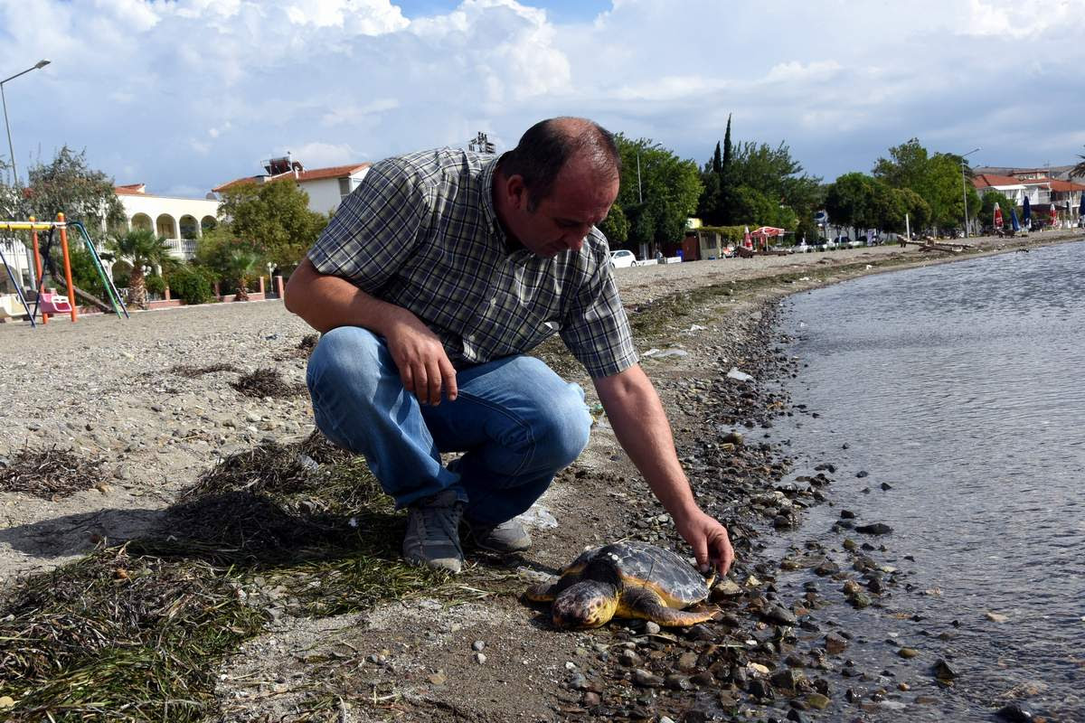 SON BİR AYDA 3 CARETTA CARETTA ÖLÜSÜ BULUNDU