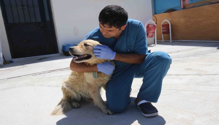 Mutlu yuvaya kavuştu