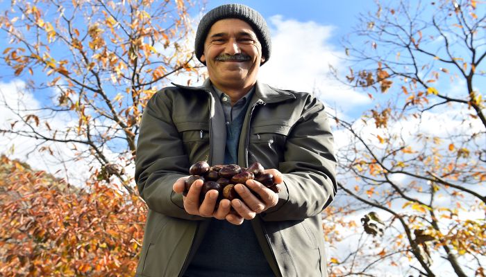 Kestane üreticisine destek