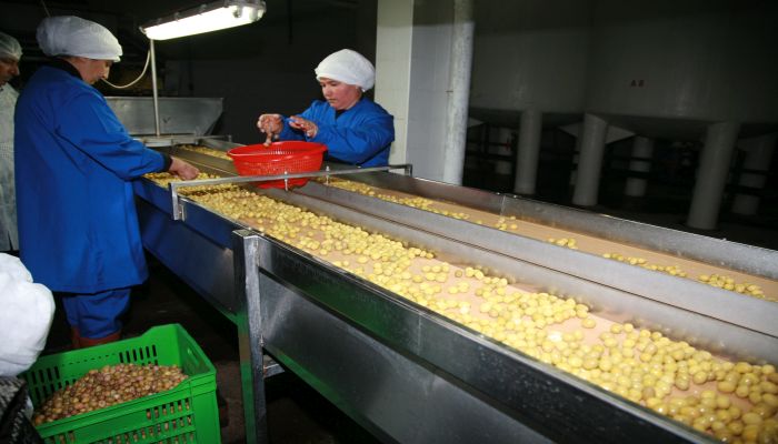 Zeytin ihracatında büyük artış