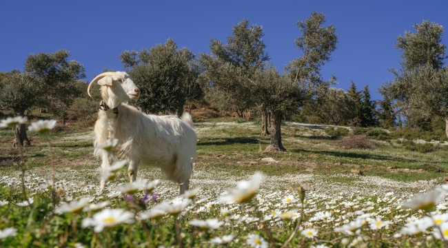 Büyükşehir'den "Mera İzmir Projesi" 
