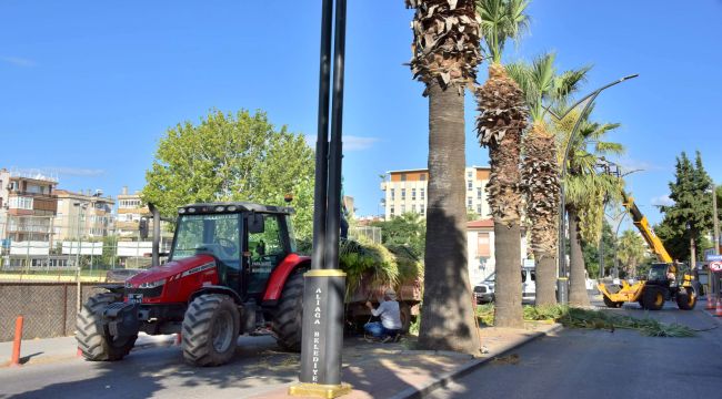 Aliağa'daki Palmiyeler Budanıyor