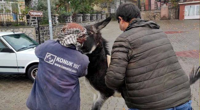 Aliağa'da Tek Tırnaklı Hayvanlar Kayıt Altına Alınıyor