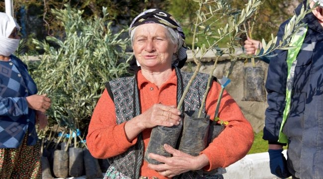 Aliağa'da Zeytin Şöleni Sürüyor