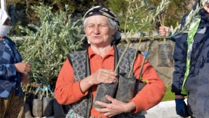 Aliağa'da Zeytin Şöleni Sürüyor