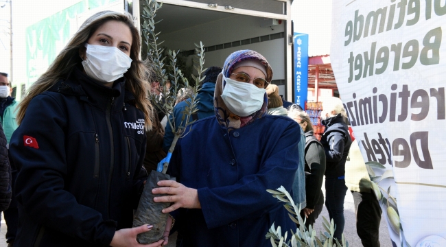 10 Günde 14 Bin 500 Adet Zeytin Fidanı Dağıtıldı