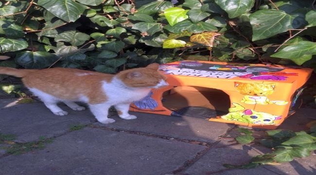 Minik Kalplerden Bir Avuç Mama