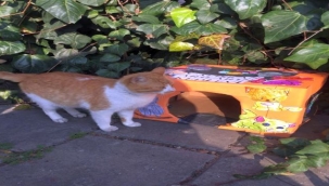 Minik Kalplerden Bir Avuç Mama