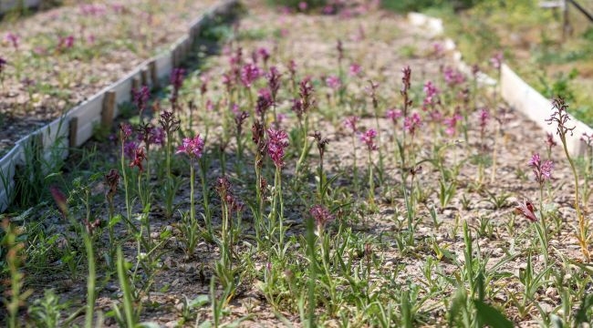 Salep için çalışmalar devam ediyor