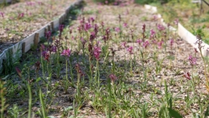 Salep için çalışmalar devam ediyor