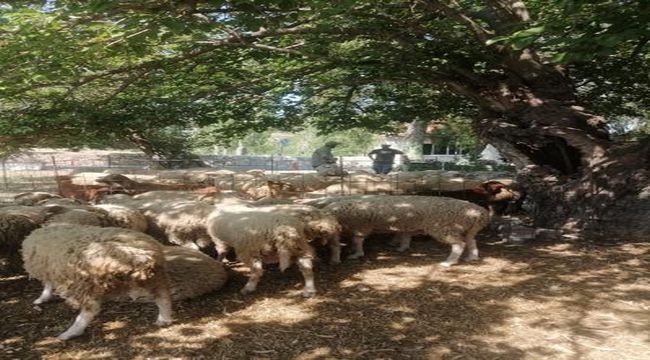 13 bin küçükbaş hayvan dağıtıldı