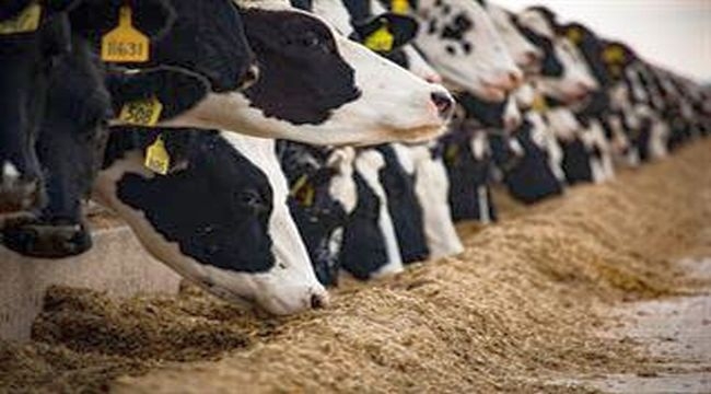 Çiftlik hayvanlarının verimliliği için bunlara dikkat