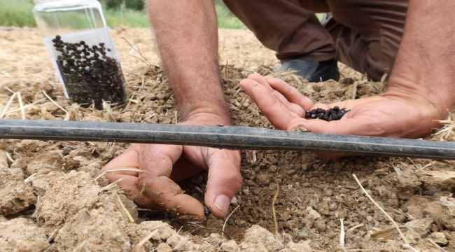 Bornova Kınalı Bamyası'na Koruma Kalkanı