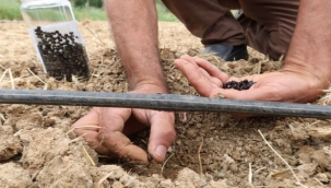 Bornova Kınalı Bamyası'na Koruma Kalkanı