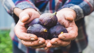 Taze incir ihracatında hedef 100 milyon dolar