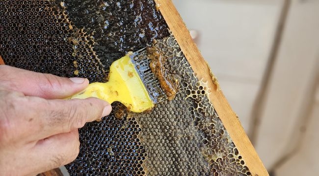 Bornovalı Arıcılarda Hasat Mutluluğu