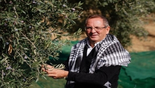 18. Uluslararası Ayvalık zeytin hasat festivali başlıyor