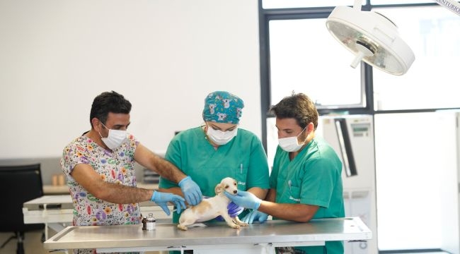 İlk kamu hayvan hastanesi İzmir'de açılıyor