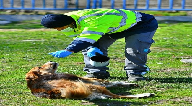 Büyükşehir'den can dostlar için "Pako" mobil uygulaması