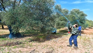 İzmir'de zeytinde hastalık bitti verim arttı