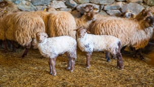 Kaçeli koyunlarının ilk yavruları Olivelo'da gözlerini açtı