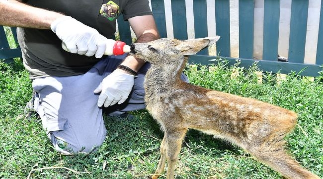 İzmir Doğal Yaşam Parkı'nın en yeni üyesi