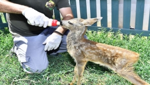 İzmir Doğal Yaşam Parkı'nın en yeni üyesi