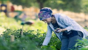  Mahalle bostanında hasat zamanı 