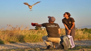 Peçeli baykuşlar özgürlüğe kanat çırptı