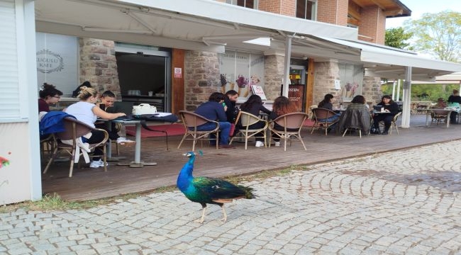 Tasarımcılar, hayvanların refahı için işbaşında!