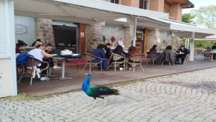 Tasarımcılar, hayvanların refahı için işbaşında!
