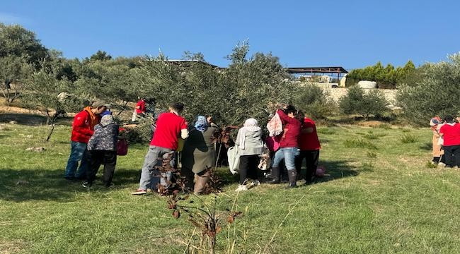 Engelli yurttaşlar ve yakınları zeytin hasadında buluştu