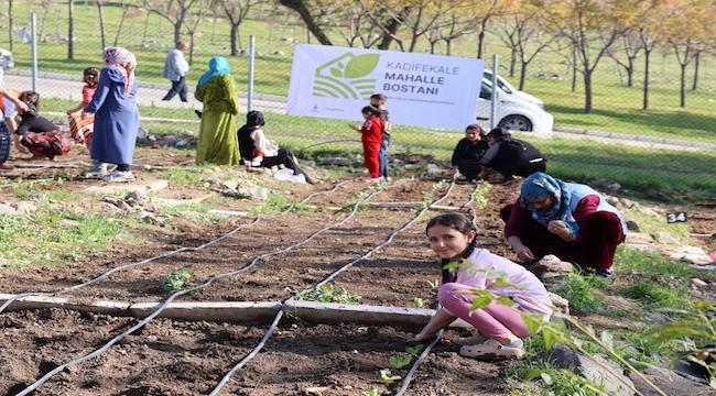 Mahalle bostanlarında kış dikimleri başladı