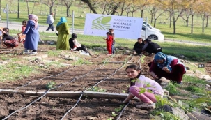 Mahalle bostanlarında kış dikimleri başladı