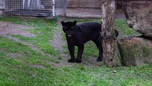 Doğal Yaşam Parkı'nın jaguarı Juliet yaşama veda etti