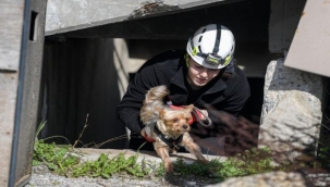 Afetzede hayvanlar için ilçelere arama kurtarma eğitimi